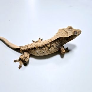 익스트림할리퀸 트라이