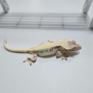 릴리 세이블