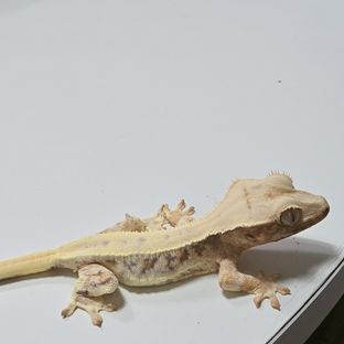 릴리화이트 트라이