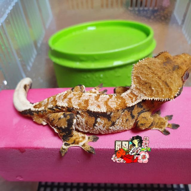 트라이 익스트림할리퀸 텐저린