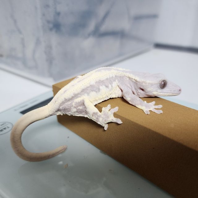 릴리 세이블 노던버지니아