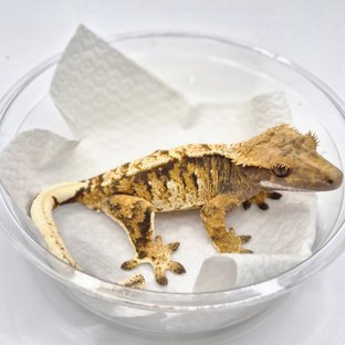 노멀 트라이 익스트림할리퀸