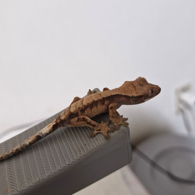 세이블