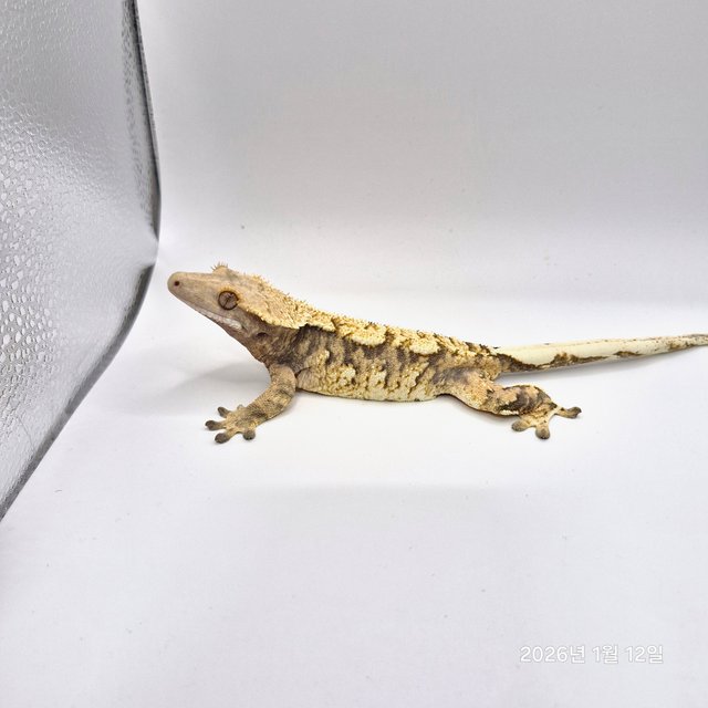 노멀 트라이 익스트림할리퀸