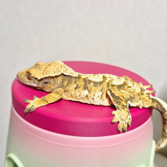 노멀 트라이 익스트림할리퀸