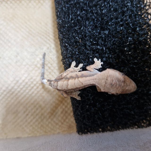 세이블