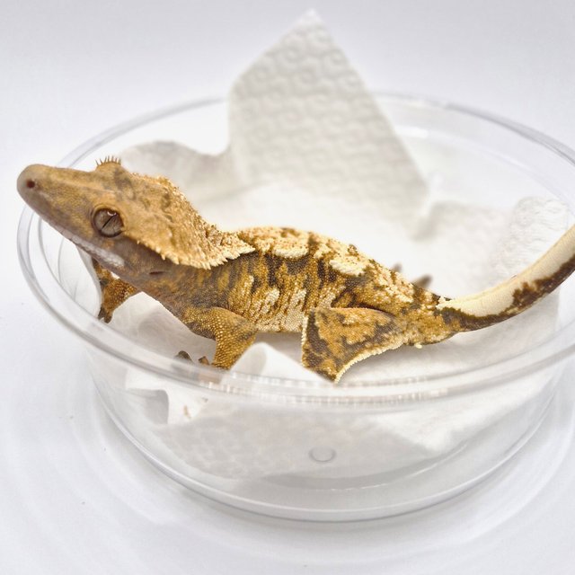 노멀 트라이 익스트림할리퀸