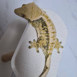 트라이 익스트림할리퀸