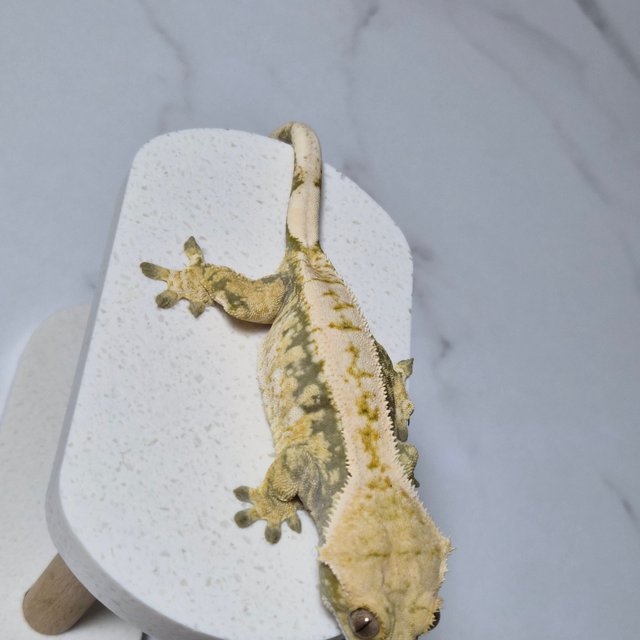 트라이 익스트림할리퀸