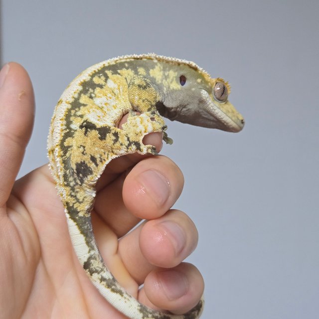 트라이 익스트림할리퀸