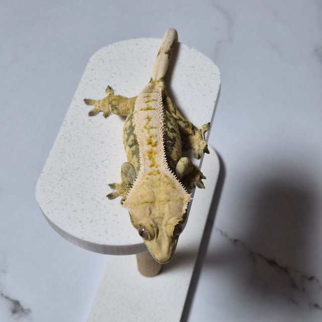 트라이 익스트림할리퀸