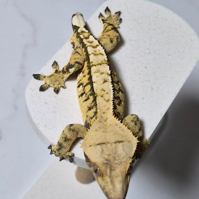 트라이 익스트림할리퀸