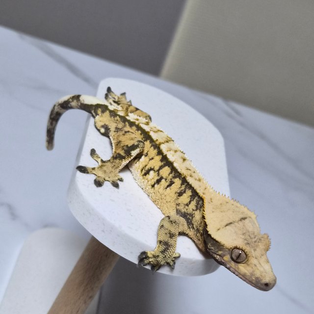 트라이 익스트림할리퀸