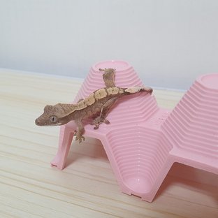 노멀