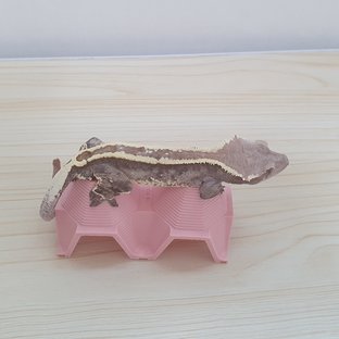 카푸치노 슈퍼스트라이프