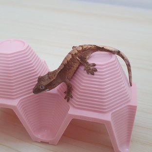 노멀