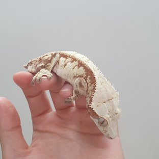익스트림할리퀸 레드