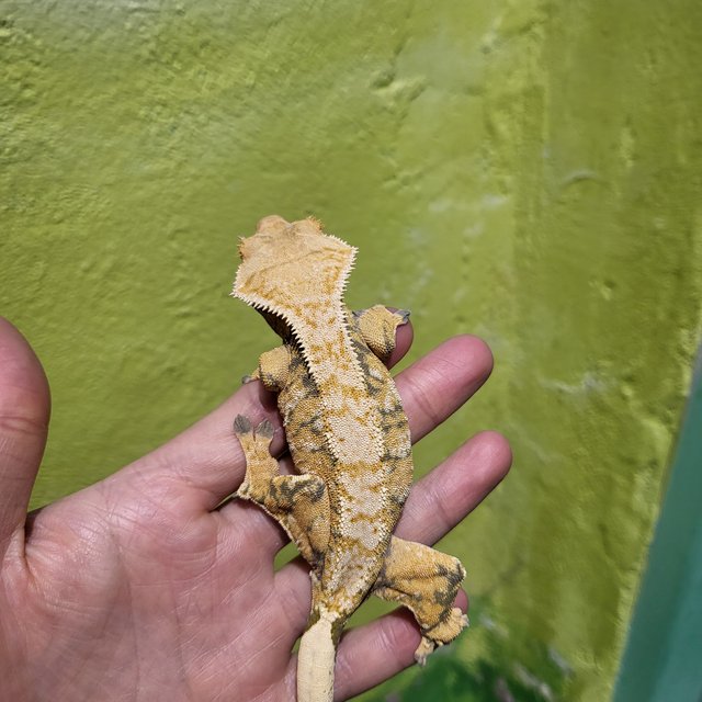 트라이 노멀 드리피