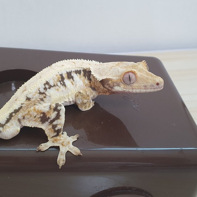 릴리화이트 트라이