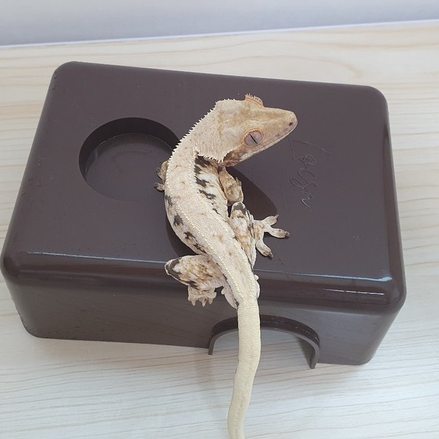 릴리화이트 트라이