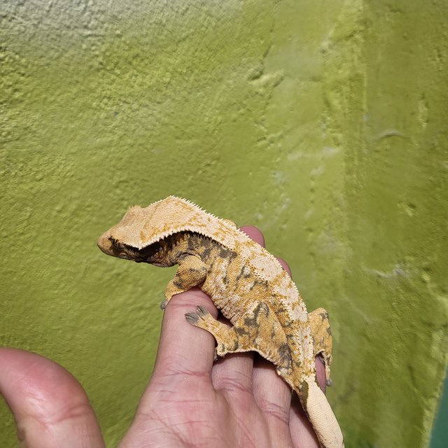 트라이 노멀 드리피