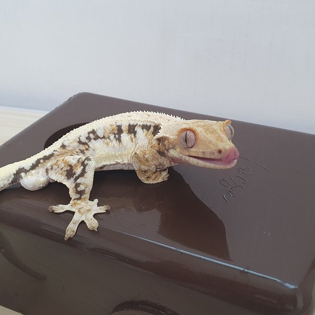 릴리화이트 트라이