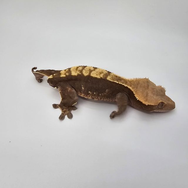 100%헷아잔틱
