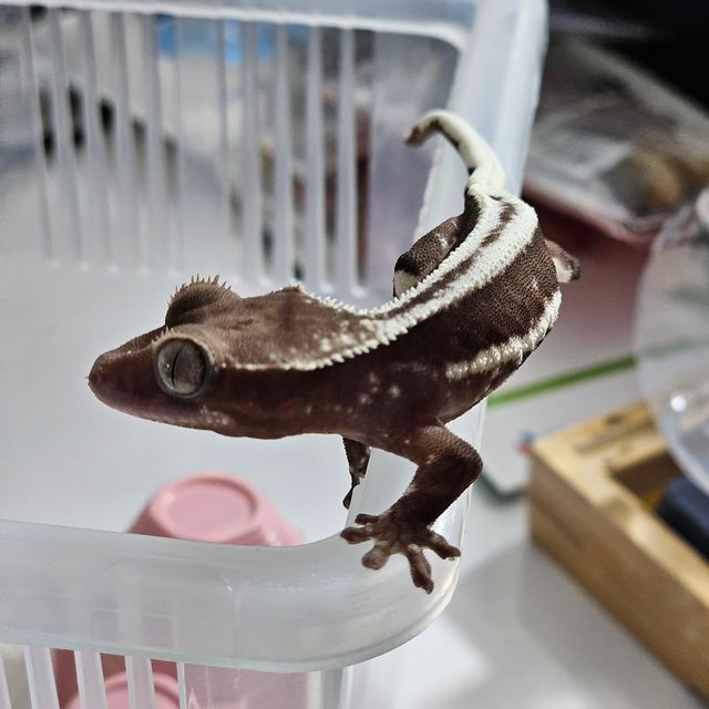 릴잔틱