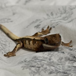 세이블 드리피 익스트림할리퀸