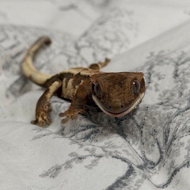 세이블 드리피 익스트림할리퀸