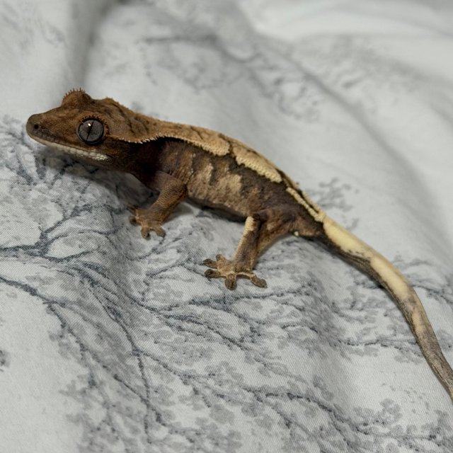 세이블 드리피 익스트림할리퀸