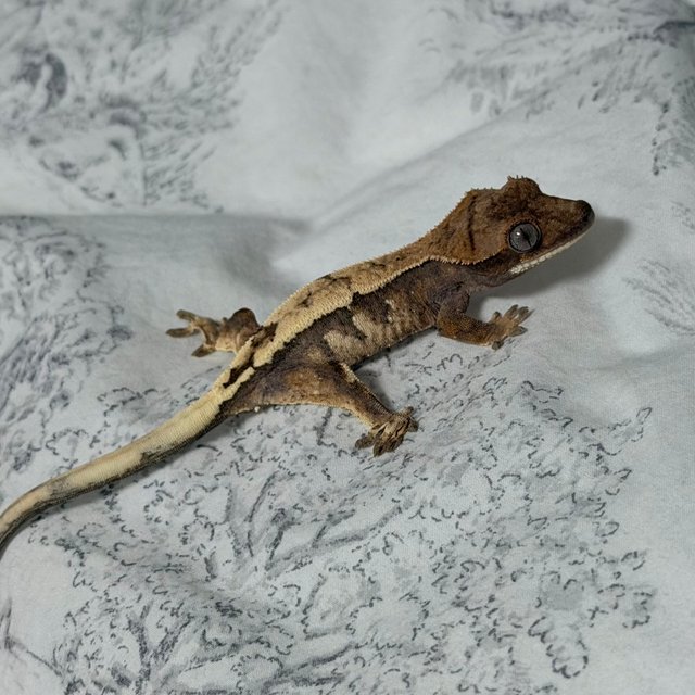 세이블 드리피 익스트림할리퀸