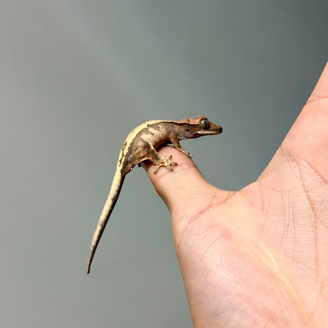 세이블 드리피 익스트림할리퀸