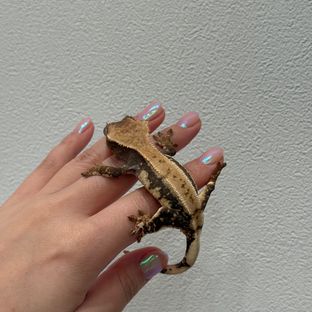 초초