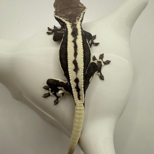 릴잔틱