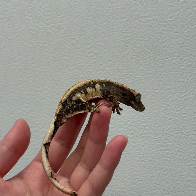 초초