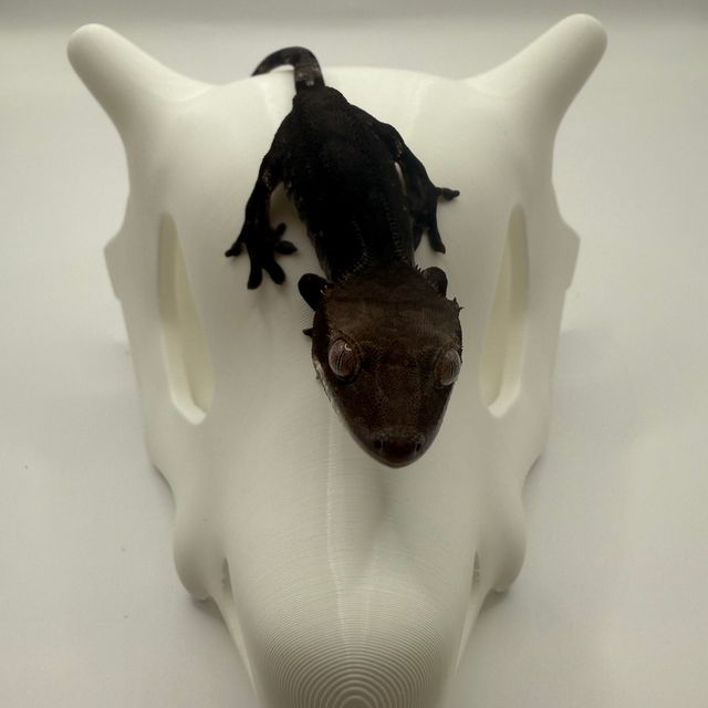 아잔틱