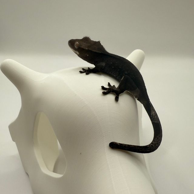 아잔틱