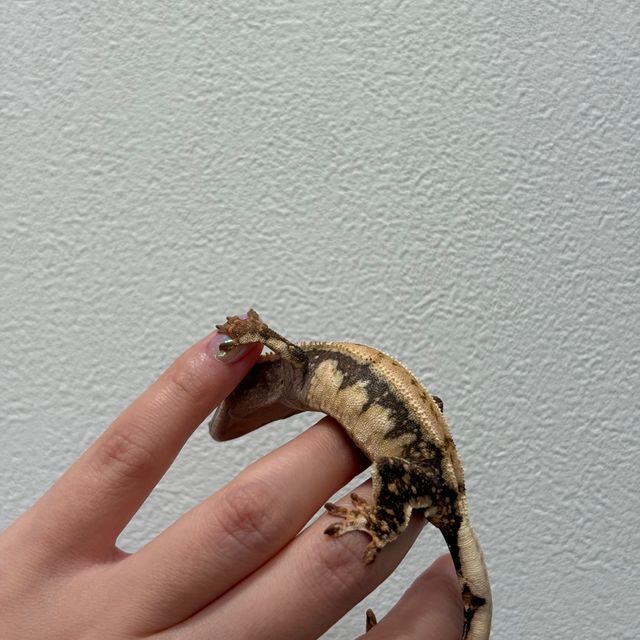 초초