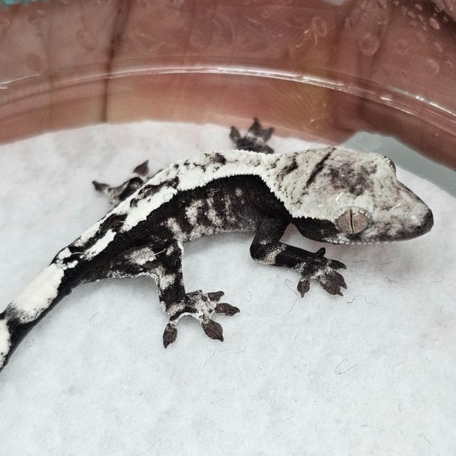세이블 아잔틱