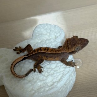 노멀
