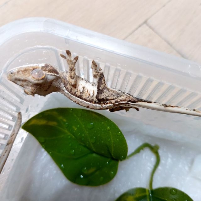 트라이