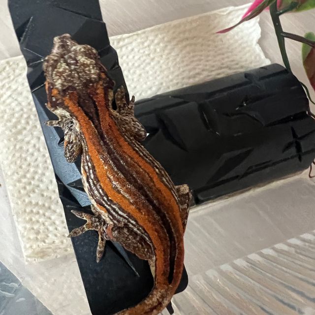 베이컨 레드 스트라이프