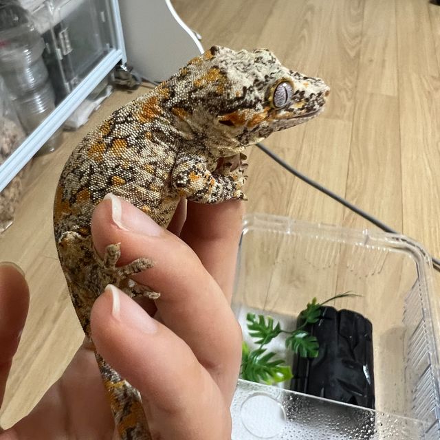 오렌지 블로치드