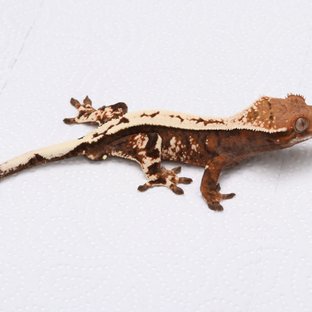 세이블