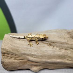 노멀 드리피 화이트스팟