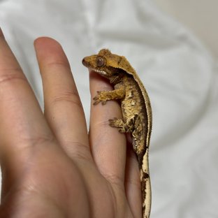 노멀 쿼드 화이트스팟