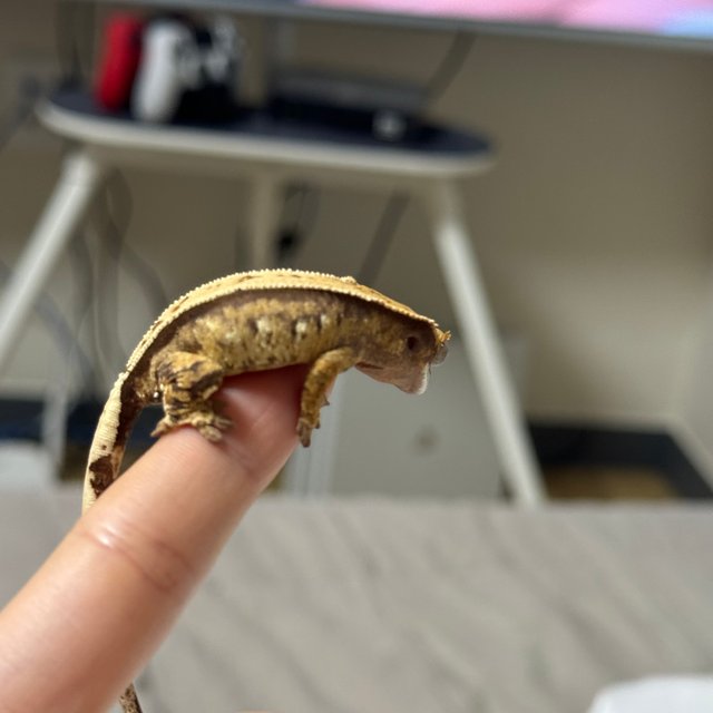 노멀 쿼드 화이트스팟