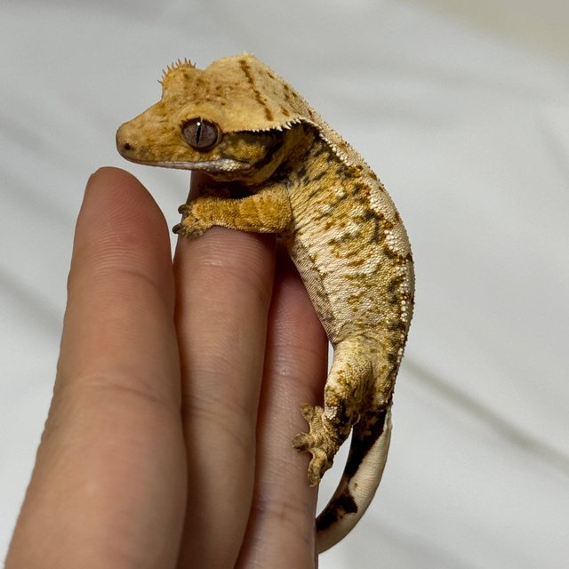 노멀 드리피 화이트스팟