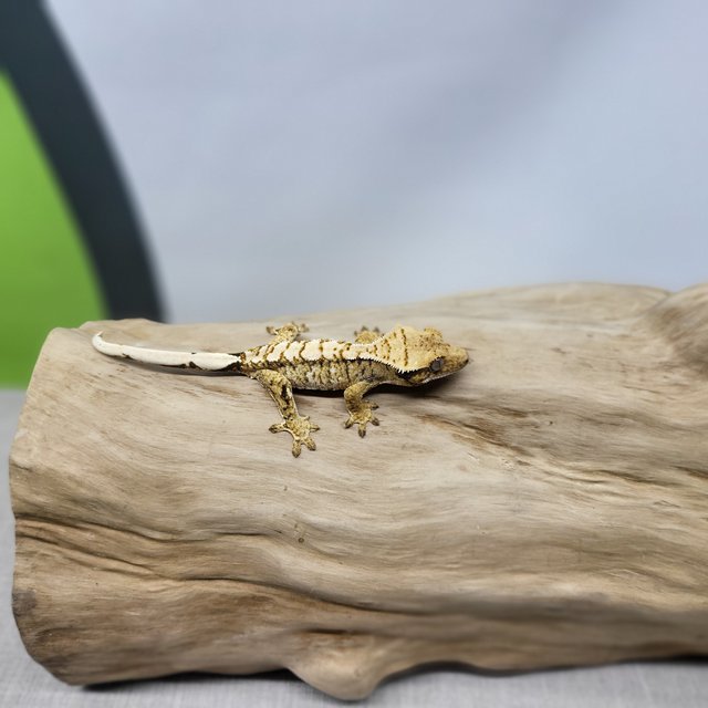 노멀 드리피 화이트스팟